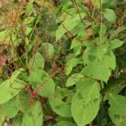 ヒメ日記 2025/09/29 08:17 投稿 ちはな 完熟ばなな 立川