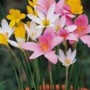 ヒメ日記 2025/09/30 08:47 投稿 ちはな 完熟ばなな 立川