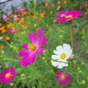 ヒメ日記 2025/10/04 08:27 投稿 ちはな 完熟ばなな 立川