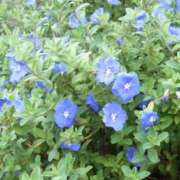 ヒメ日記 2025/10/14 08:47 投稿 ちはな 完熟ばなな 立川