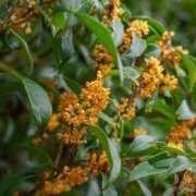 ヒメ日記 2025/10/20 09:27 投稿 ちはな 完熟ばなな 立川