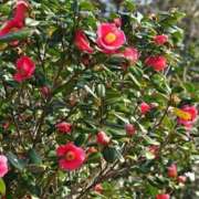 ヒメ日記 2025/12/09 09:07 投稿 ちはな 完熟ばなな 立川