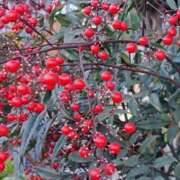 ヒメ日記 2025/12/19 08:07 投稿 ちはな 完熟ばなな 立川