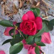 ヒメ日記 2026/01/06 07:57 投稿 ちはな 完熟ばなな 立川