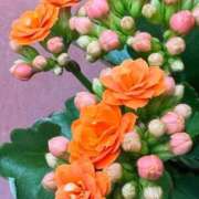 ヒメ日記 2026/01/13 08:27 投稿 ちはな 完熟ばなな 立川