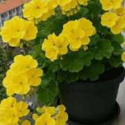 ヒメ日記 2026/01/26 08:17 投稿 ちはな 完熟ばなな 立川