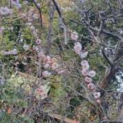 ヒメ日記 2026/01/31 17:07 投稿 ちはな 完熟ばなな 立川