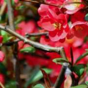 ヒメ日記 2026/02/02 06:47 投稿 ちはな 完熟ばなな 立川