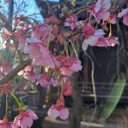 ヒメ日記 2026/02/04 07:47 投稿 ちはな 完熟ばなな 立川