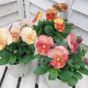 ヒメ日記 2026/02/07 07:57 投稿 ちはな 完熟ばなな 立川