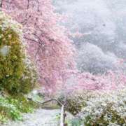 ちはな 🐱2月8日(日)お休みの呟き🐱 完熟ばなな 立川