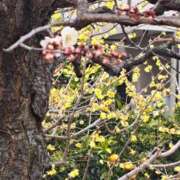 ヒメ日記 2026/02/21 08:27 投稿 ちはな 完熟ばなな 立川