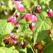 ヒメ日記 2026/03/13 07:36 投稿 ちはな 完熟ばなな 立川