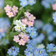 ヒメ日記 2026/03/15 03:27 投稿 ちはな 完熟ばなな 立川