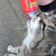 ヒメ日記 2026/03/17 07:27 投稿 ちはな 完熟ばなな 立川