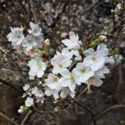 ヒメ日記 2026/03/23 07:14 投稿 ちはな 完熟ばなな 立川