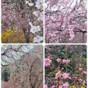 ヒメ日記 2026/03/30 18:57 投稿 ちはな 完熟ばなな 立川