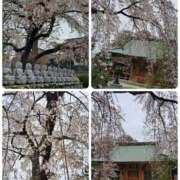 ヒメ日記 2026/03/31 08:55 投稿 ちはな 完熟ばなな 立川