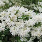 ヒメ日記 2026/04/01 08:27 投稿 ちはな 完熟ばなな 立川