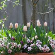 ヒメ日記 2026/04/03 07:47 投稿 ちはな 完熟ばなな 立川