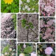 ヒメ日記 2026/04/06 00:47 投稿 ちはな 完熟ばなな 立川