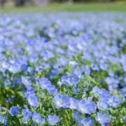 ヒメ日記 2026/04/09 01:37 投稿 ちはな 完熟ばなな 立川