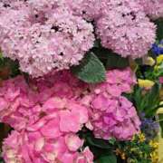 ヒメ日記 2026/04/11 09:07 投稿 ちはな 完熟ばなな 立川