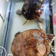 ヒメ日記 2026/04/13 09:17 投稿 ちはな 完熟ばなな 立川