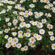 ヒメ日記 2026/04/14 12:27 投稿 ちはな 完熟ばなな 立川