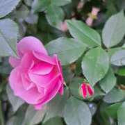 ヒメ日記 2026/04/17 10:49 投稿 ちはな 完熟ばなな 立川