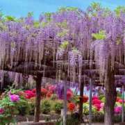 ヒメ日記 2026/04/20 13:07 投稿 ちはな 完熟ばなな 立川