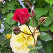 ヒメ日記 2026/04/25 08:37 投稿 ちはな 完熟ばなな 立川