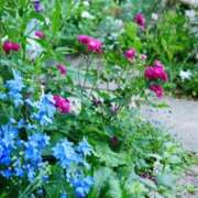 ヒメ日記 2026/04/26 09:04 投稿 ちはな 完熟ばなな 立川