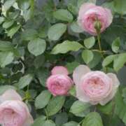 ヒメ日記 2026/04/27 18:10 投稿 ちはな 完熟ばなな 立川