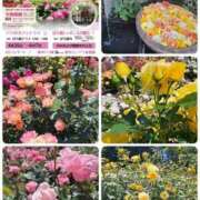 ちはな （☕•᎑•☕）🌷5月14日(木)お休み継続(*-(　　)ﾁｭｯ🌷（☕•᎑•☕） 完熟ばなな 立川
