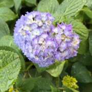 ちはな （☕•᎑•☕）🌷5月15日(金)お休み継続(*´³`*) 🌷（☕•᎑•☕） 完熟ばなな 立川