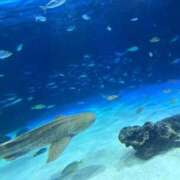 ヒメ日記 2025/09/21 15:31 投稿 六花（リッカ） アバンチュール(五反田)