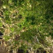 ヒメ日記 2025/12/07 08:31 投稿 六花（リッカ） アバンチュール(五反田)