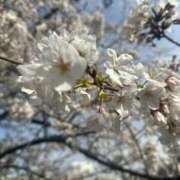 ヒメ日記 2026/03/11 16:01 投稿 六花（リッカ） アバンチュール(五反田)