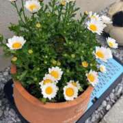 ヒメ日記 2026/03/30 09:46 投稿 六花（リッカ） アバンチュール(五反田)