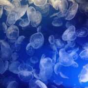 ヒメ日記 2025/12/06 11:46 投稿 えみな 埼玉熊谷ちゃんこ