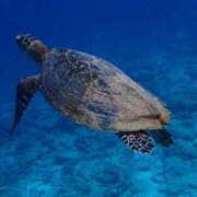 ヒメ日記 2025/10/07 21:34 投稿 ゆうみ 出会い系人妻ネットワーク 春日部〜岩槻編