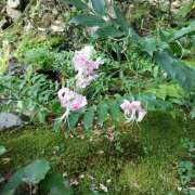 ヒメ日記 2025/08/29 07:00 投稿 しのぶ 千姫(道後)