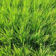 ヒメ日記 2025/08/31 07:43 投稿 しのぶ 千姫(道後)