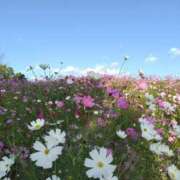 ヒメ日記 2025/09/04 16:00 投稿 しのぶ 千姫(道後)