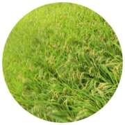 ヒメ日記 2025/09/21 13:56 投稿 しのぶ 千姫(道後)