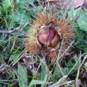 ヒメ日記 2025/09/23 06:00 投稿 しのぶ 千姫(道後)