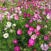 ヒメ日記 2025/09/24 09:13 投稿 しのぶ 千姫(道後)