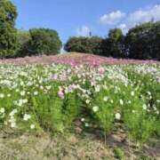 ヒメ日記 2025/09/27 08:28 投稿 しのぶ 千姫(道後)