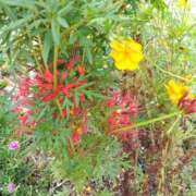 ヒメ日記 2025/10/01 09:15 投稿 しのぶ 千姫(道後)